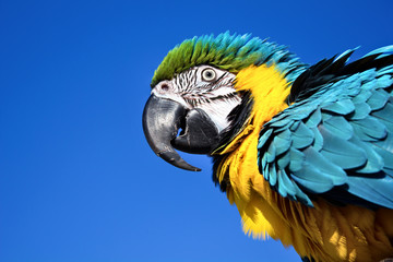 Parrot