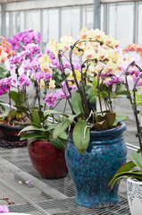 Butterfly orchid bonsai