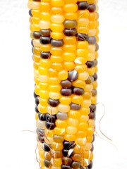 Ear of colored corn