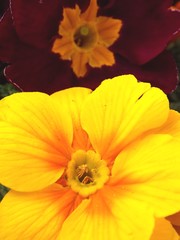 Detail of yellow Primula