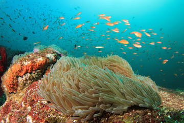 Naklejka na ściany i meble Coral, Anemone and fish underwater