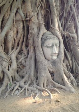 head of image buddha in a tree