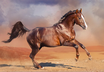 Fototapeta na wymiar koń działa na pustyni