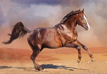 Fototapeten horse running in the desert © Dotana