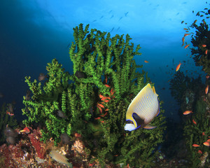 Coral Reef and Angelfish