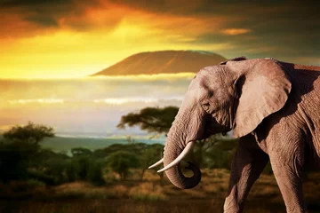 Gordijnen Olifant op savanne. Mount Kilimanjaro bij zonsondergang. Safari © Photocreo Bednarek