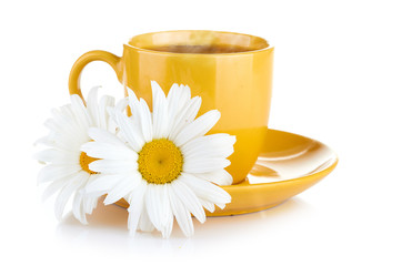 fresh tea camomile flowers