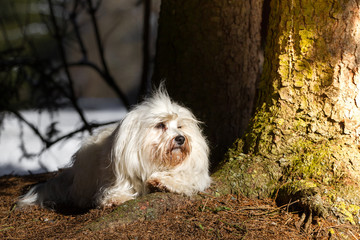 Hund beim Sonnenbad