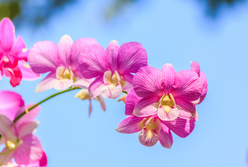 Naklejka na ściany i meble piękny różowy kwiat orchidei.