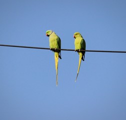 parrot couple