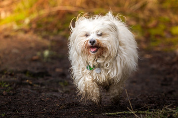 Hund im Dreck