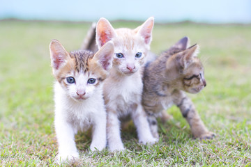 Fototapeta na wymiar adorable meowing tabby kitten outdoors