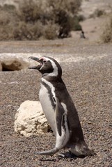 Manchot de Magellan, Patagonie