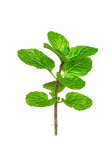 peppermint on white background