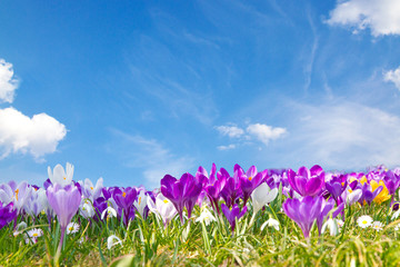 Krokusse auf der Frühlingswiese