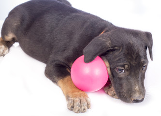 Obraz premium Cute black puppy