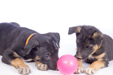 Obraz premium Cute black puppy