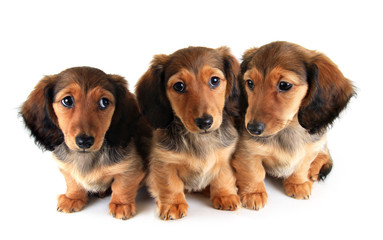 Three Dachshund puppies