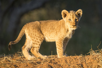 African Lion Cub (Panthera Leo) standing South Africa