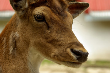 Deer head. Deer doe close up, detailed portrait isolated