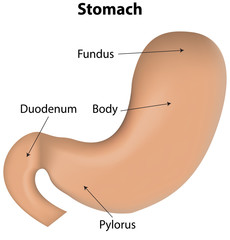 Stomach Labeled Diagram