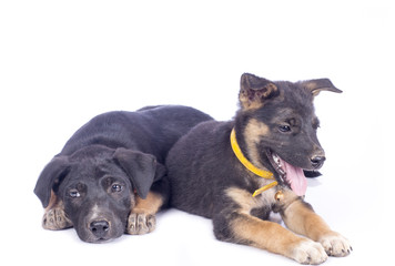 Cute black puppy