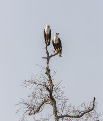 Pair of African fish eagles, Haliaeetus vocifer