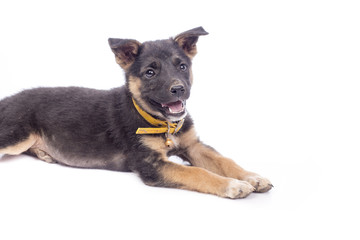 Cute black puppy