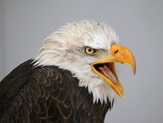 Talking Bald Eagle