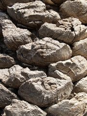 Old bark of a palm tree, background