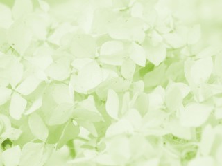 Light green leaves