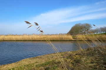 Reed bed along a canal in winter