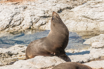 Seal (series)