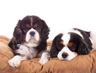 Zwei King Cavalier Charles Spaniel