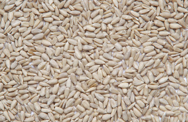 Sunflower seeds