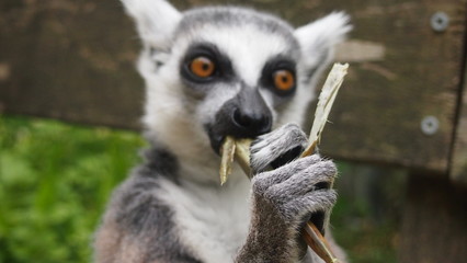 Fototapeta premium Affee im Zoo