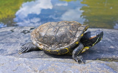 Fototapeta premium Turtle is on the stone next to the pond