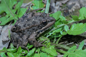 Rana común, Pelophylax perezi