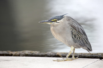 Young Grey Heron Closeup