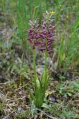 Orqu&iacute;dea, Anacamptis coriophora subsp. fragrans