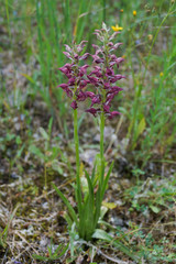 Orquídea, Anacamptis coriophora subsp. fragrans