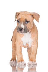 adorable american staffordshire terrier puppy