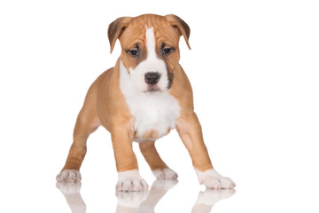 american staffordshire terrier puppy