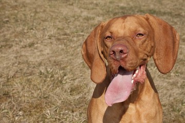 A vizsla dog sticks out its tongue