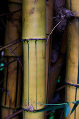bambu