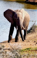 Elephant Shaking its head and trunk