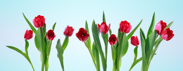 Red horizontal tulip banner
