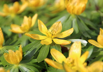 Yellow eranthis flower in early spring