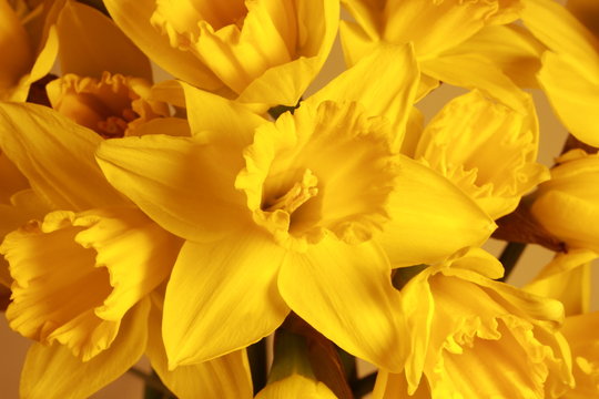 Closeup on bouquet with yellow daffodils