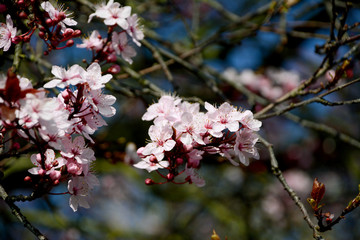 Cherry blossom blooms on the tree